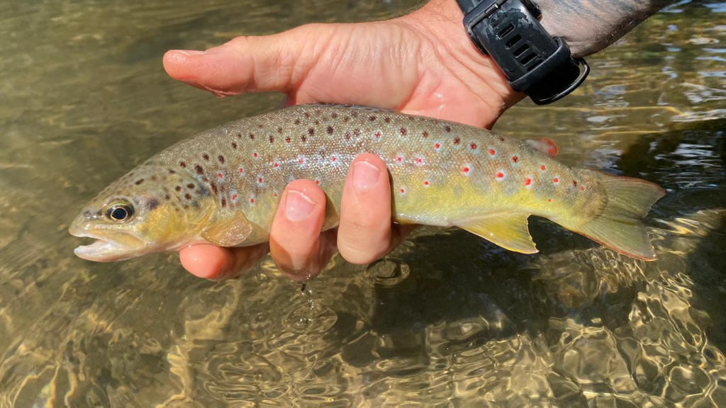 Photo of Gordon's trout